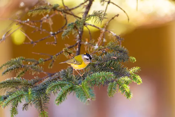 Flamecrest Endemic Bird Taiwan Perched Tree Mountains Taiwan — Stock Photo, Image