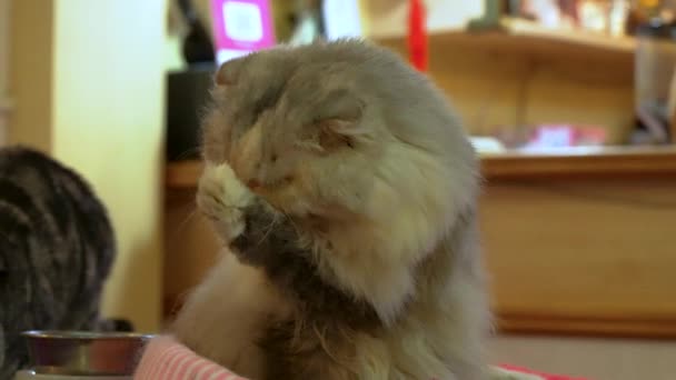 古い猫はゆっくりとした動きで自分自身をきれいにする — ストック動画