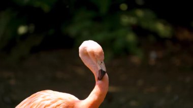 Flamingo tüyleri temizliyor. 
