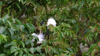 Küçük balıkçıl yuvayı hazırlıyor.