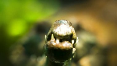 Tomistoma, Taipei Hayvanat Bahçesi 'nde göze yakınlaş.