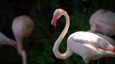 Büyük flamingo Taipei Hayvanat Bahçesi 'nde yavaş çekimde.