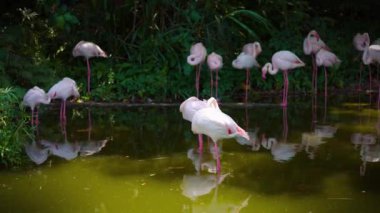 Büyük flamingo Taipei Hayvanat Bahçesinde ağır çekimde