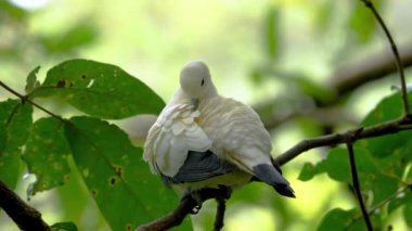 Bir dalın üzerine tünemiş bir imparatorluk güvercini.