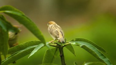 Ağaç serçesi yavruyu besliyor.