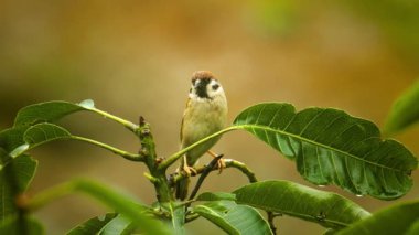 60 fp sesli bir ağaç serçesine yakınlaş.