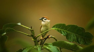 Yağmurda tünemiş bir ağaç serçesine yakın çekim 60 fp ses ile