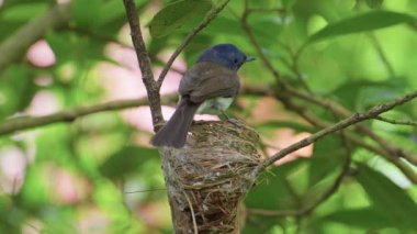Siyah peçeteli mavi kral kelebeği dişi yuvadan ayrılıyor.