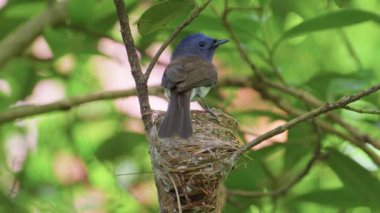 Siyah peçeteli mavi kral kelebeği dişi yuvadan yavaş çekimde kalkıyor.