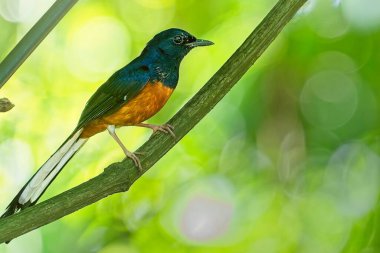 White-rumped shama perched on a branch       clipart