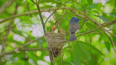 Pasifik Okyanusu 'ndaki bir kayanın altında saklanan Grapsus Albolineatus.
