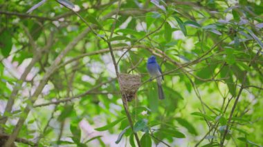 Siyah peçeli kral kelebeği ağır çekimde yuvadan uçar.