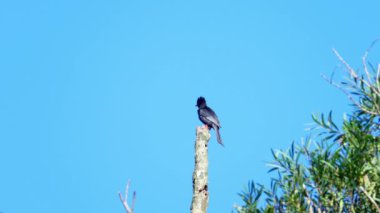 Pasifik Okyanusu 'ndaki bir kayanın altında saklanan Grapsus Albolineatus.