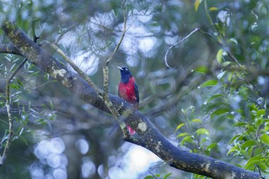 Maroon orioles male perched in a tree in Taiwan clipart