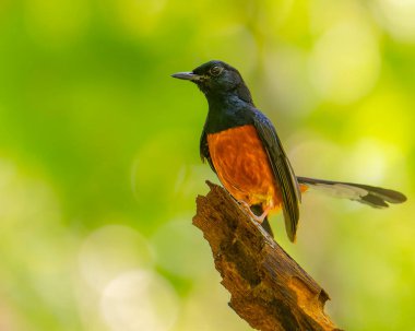 Beyaz popolu şama erkeği bir dala tünedi..