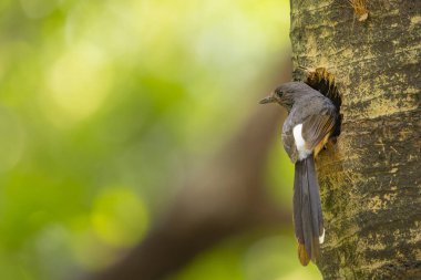  Ağaçtaki yuvada beyaz popolu şama
