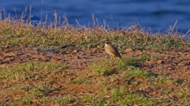 Pasifik Okyanusu 'ndaki bir kayanın altında saklanan Grapsus Albolineatus.