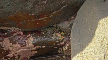 Pasifik Okyanusu 'ndaki bir kayanın altında saklanan Grapsus Albolineatus.