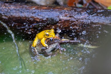 Buergeria robusta brown tree frog mating and water drops clipart