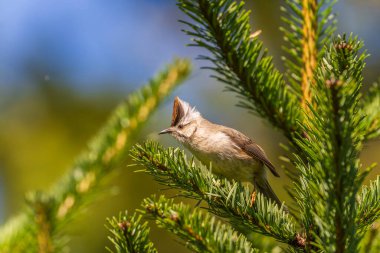 Tayvan Yuhina 'ya özgü Tayvan kuşu bir ağaca tünemiş.                                  