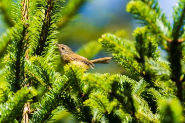 Tayvan ormanındaki bir ağaca tünemiş sarı karınlı çalı bülbülü.                               