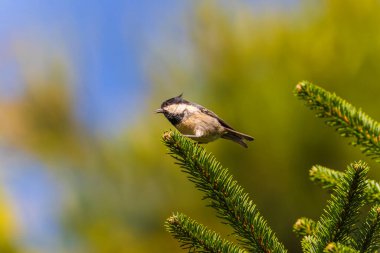 Coal tit perched on a branch in a tree in the forest of Taiwan                               