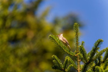 Tayvan Yuhina 'ya özgü Tayvan kuşu bir ağaca tünemiş.                                                  