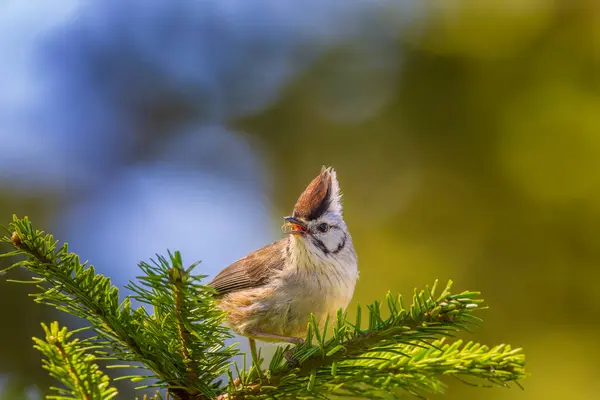 stock image Taiwan yuhina endemic bird of Taiwan perched in a tree                   