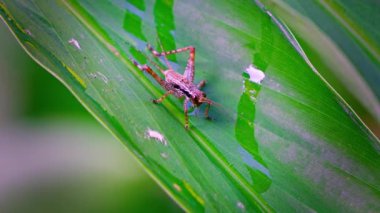 Yeşil yapraklı bir cırcır böceği, ormanın sesiyle