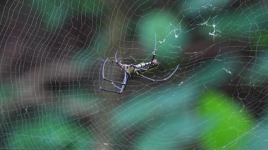 Nephila pilipes altın küre ağ örümceği ağı örüyor