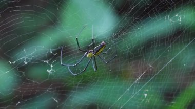 Nephila pilipes altın küre ağ örümceği ağı örüyor