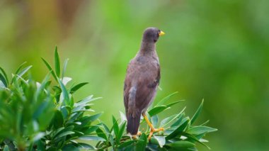 Javan Myna kuşu bir dala tünemiş ve yavaş çekimde yayılıyor.