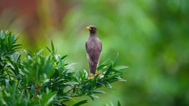 Javan Myna kuşu yavaş çekimde bir dala tünedi.