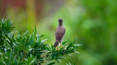 Javan Myna kuşu yapraklardan su içiyor. 