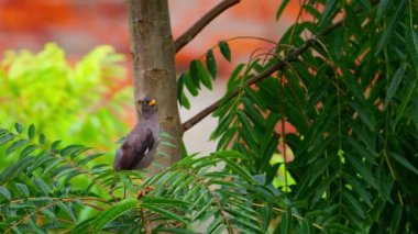 Javan Myna kuşu yavaş çekimde bir dala tünedi ve havalandı.