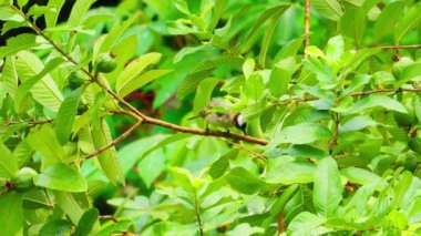 Bir dala tüneyen ve gagasını temizleyen ışık delikleri..