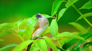  Bir dala tünemiş hafif havalandırmalı bulbul