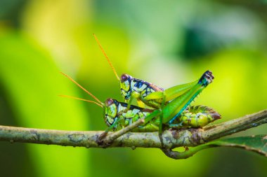 Çekirge çifti Tayvan ormanında çiftleşiyorlar.