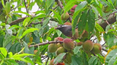 Javan Myna kuşu yapraklardan su içiyor. 