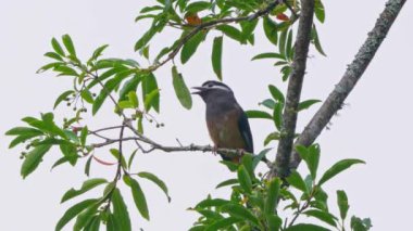 Javan Myna kuşu yapraklardan su içiyor. 