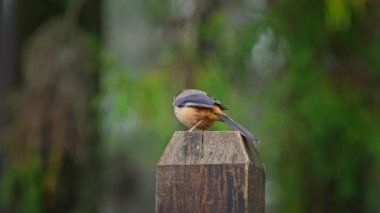 Javan Myna kuşu yapraklardan su içiyor. 