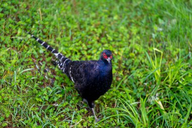 Çimlerde sülün, Tayvan 'ın endemik kuşu, mikado sülünü. 