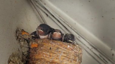Ahır kırlangıçları yuvalarını yakın çekimde, içinde dört bebek ve ses var.