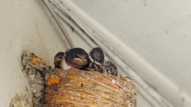 Ahır, yuvadaki bebeği sesle yutar.