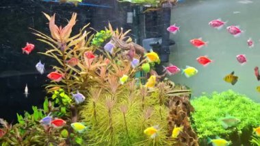 Akvaryumun içindeki renkli balıklar, balıkların üzerinde güzel renkler.