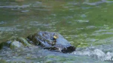 Gri kuyruk, nehirdeki bir kayadan ses ile uçuyor.