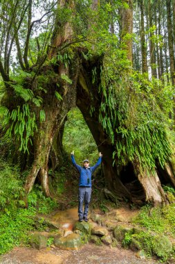 Bir insana kıyasla büyük bir ağaç gövdesi.