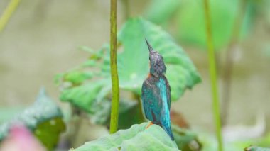 Kingfisher yağmurda yaprağın üzerine tünedi.