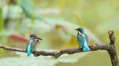 Balıkçılar yavaş çekimde daldan uçuyorlar.