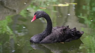 Su birikintisinde siyah kuğu.